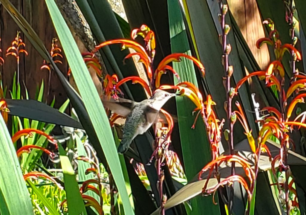 hummingbird in a tall reed garden