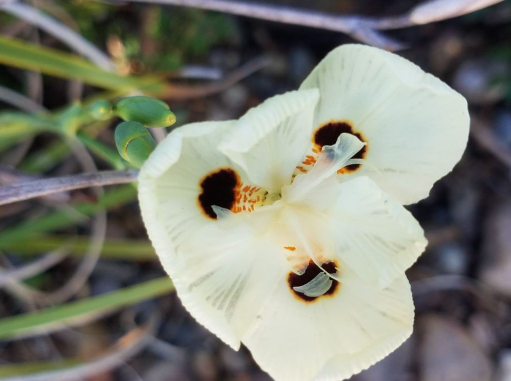 close up of white flower with dark dot center